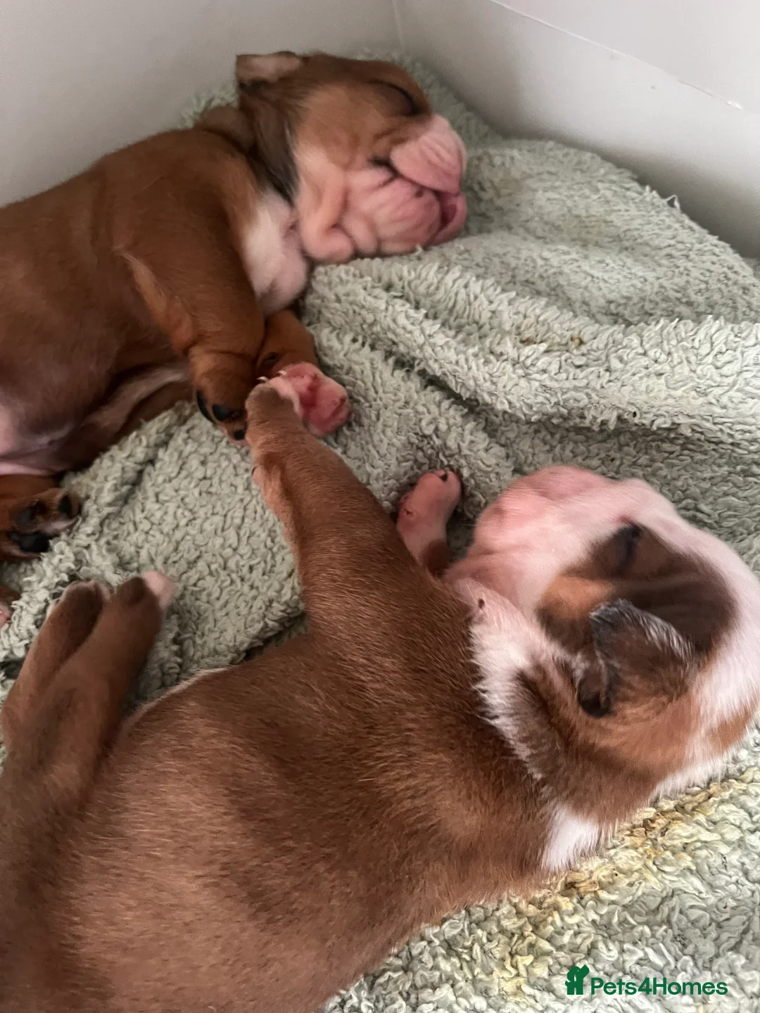 English Bulldog dogs for sale: Bulldog Puppies 1Girl 1boy English bulldog - Advert 1