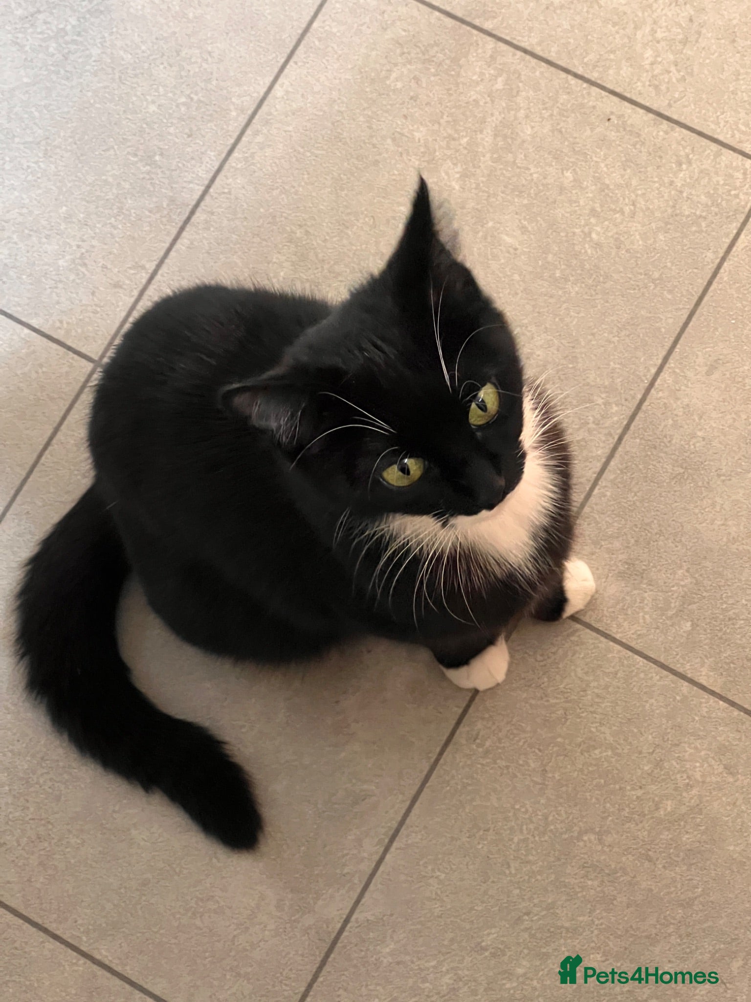 Domestic Shorthair cats 🐾 Gorgeous Kittens Ready for Loving Homes 🐾 - Advert 18