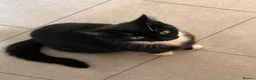 Domestic Shorthair cats for sale: 🐾 Gorgeous Kittens Ready for Loving Homes 🐾 - Advert 1