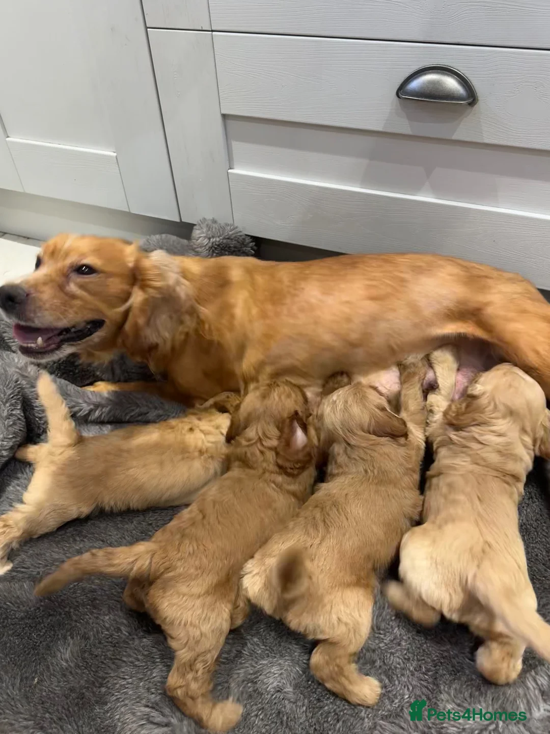 Cockapoo dogs for sale: Stunning Cockapoo puppies  - Advert 19