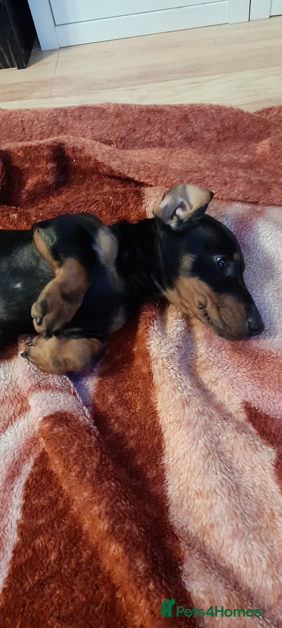 Miniature Dachshund dogs for sale: 14 weeks old 2 girls 2 boys miniature dachshunds - Image 9