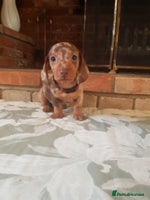 Miniature Dachshund dogs - Advert 15