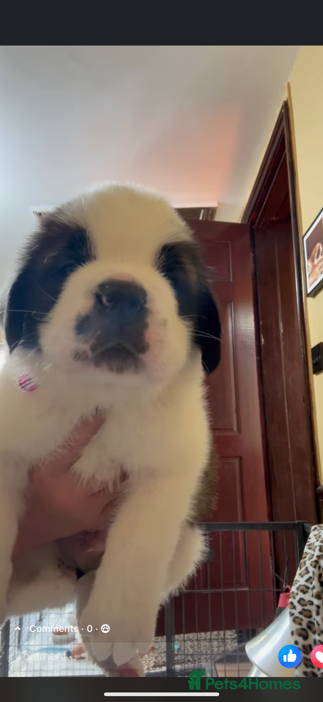 Saint Bernard dogs for sale: Health tested home raised puppies  in Thetford - Image 5