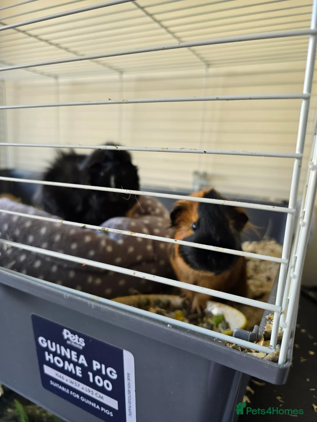 Guinea Pig rodents for sale: MALE GUINEA PIGS  - Advert 1