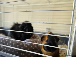 Guinea Pig rodents MALE GUINEA PIGS - Advert 2