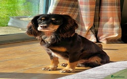 Cocker Spaniel dogs for stud: Health tested KC dog. Carries various colours - Image 10