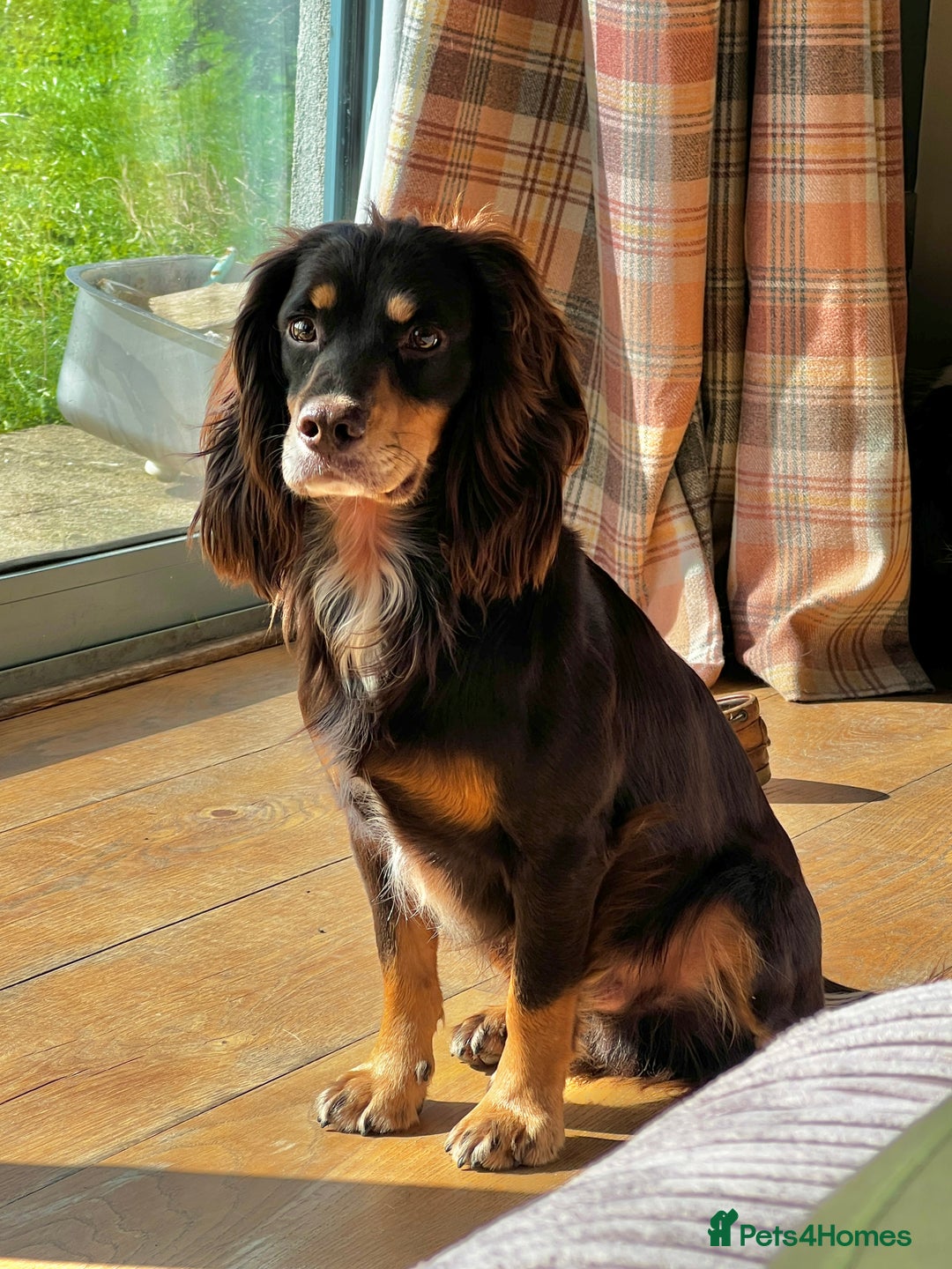 Cocker Spaniel dogs for stud: Health tested KC dog. Carries various colours - Image 10