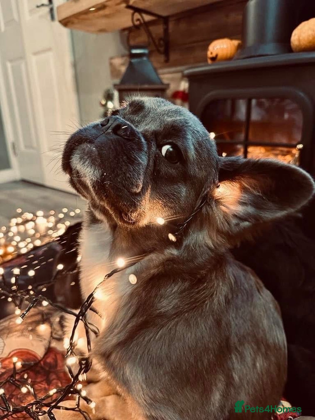 French Bulldog dogs for sale: FULL FLUFFY KC REG FRENCH BULLDOGS–MOTHER & SON  - Advert 9