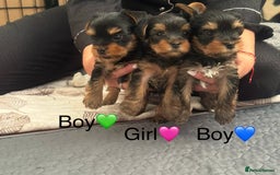 Yorkshire Terrier dogs for sale: Pedigree Yorkshire Puppies - Image 1