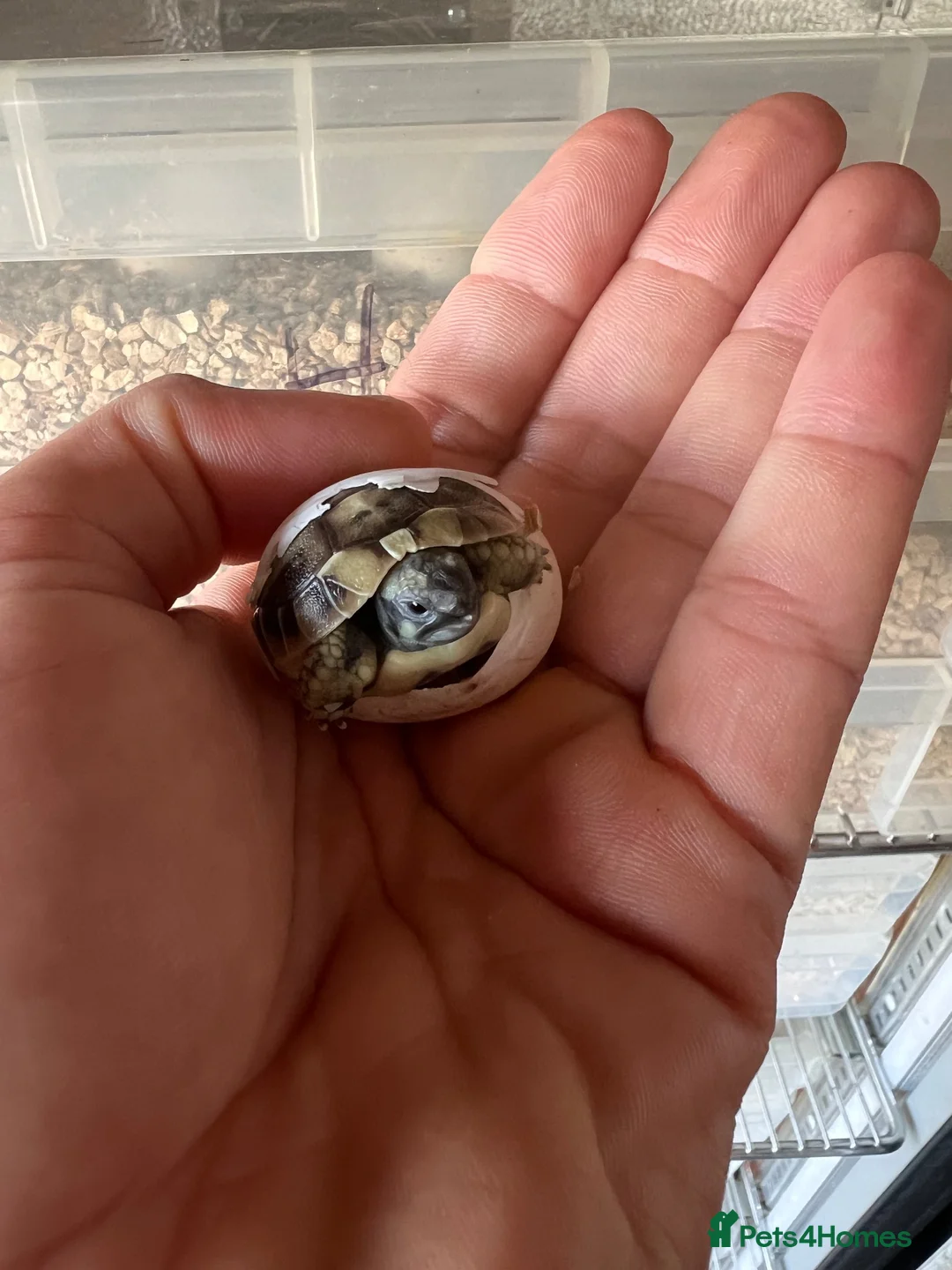 Tortoise reptiles for sale: Uk Bred Spur thighed tortoises  - Advert 7