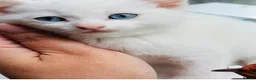 Turkish Angora cats for sale: Pure White With Turquoise Eyes - Advert 3