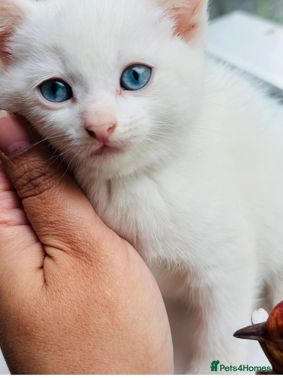 Turkish Angora cats for sale: Pure White With Turquoise Eyes - Advert 3