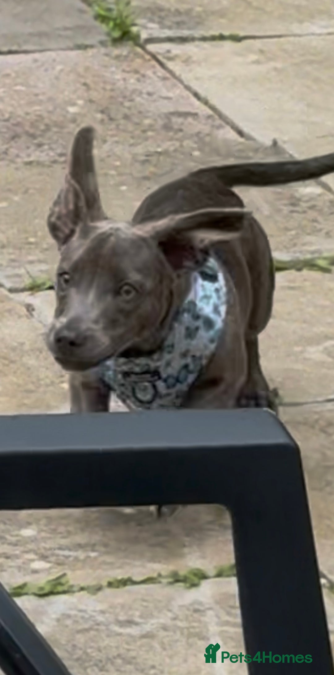 Mixed Breed dogs for sale: Pippa  - Advert 4