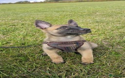 Mixed Breed dogs for sale: Male mali x GSD - Image 1