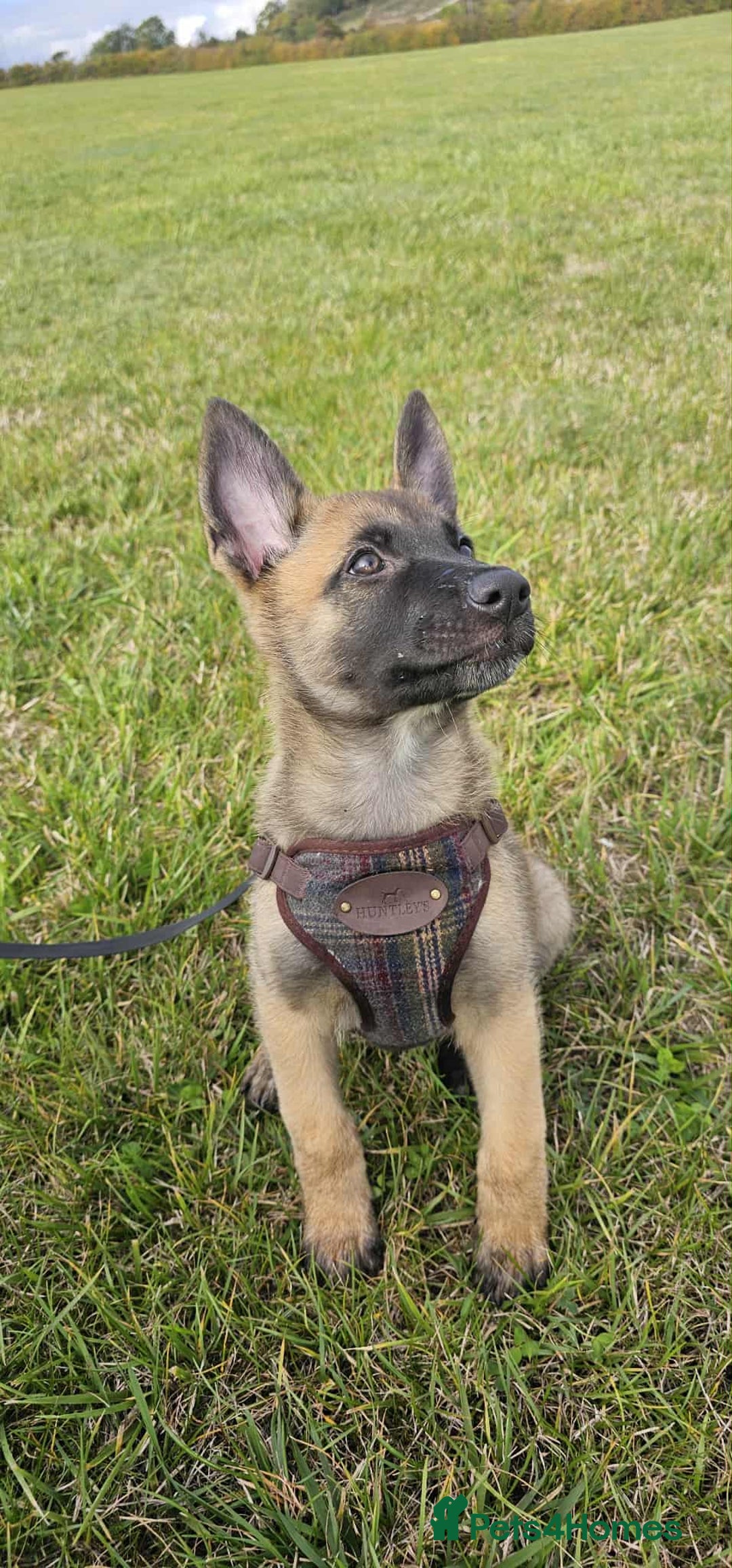 Mixed Breed dogs for sale: Male mali x GSD - Image 1