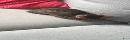 Domestic Shorthair cats for sale: Male tabby kitten for sale  - Advert 12