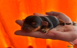 Yorkshire Terrier dogs for sale: Yorkshire Terrier Puppies – Ready 24 Dec - Image 7