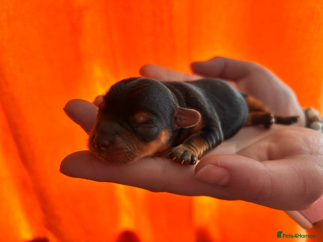 Yorkshire Terrier dogs for sale: Yorkshire Terrier Puppies – Ready 24 Dec - Image 7