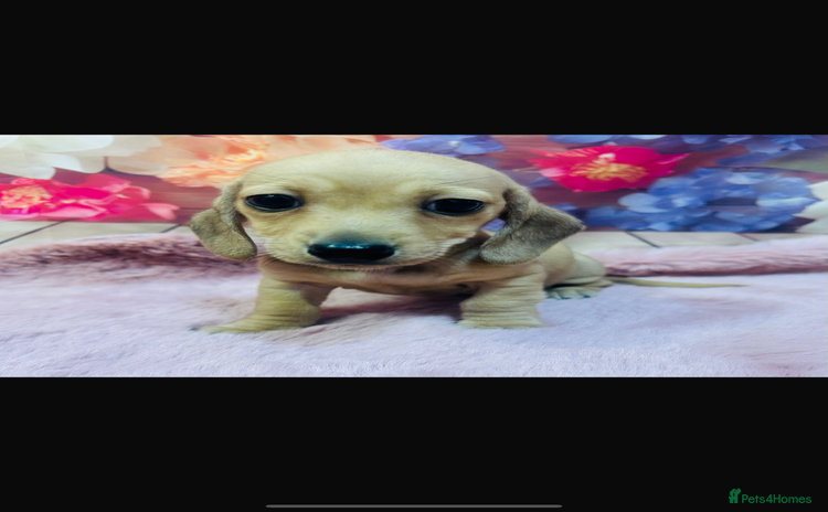 Miniature Dachshund dogs - Advert 12