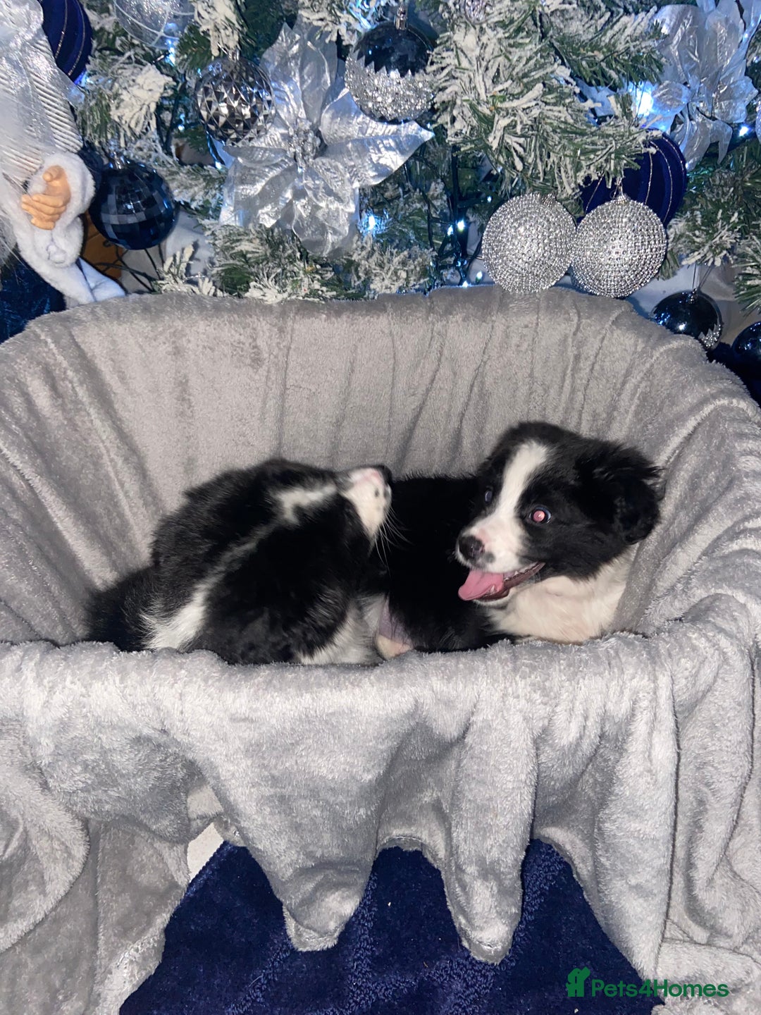 Border Collie dogs for sale: Border collie puppies  - Advert 5