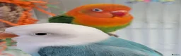 Lovebirds birds for sale: 2 Fischer's Lovebirds for sale - Advert 2