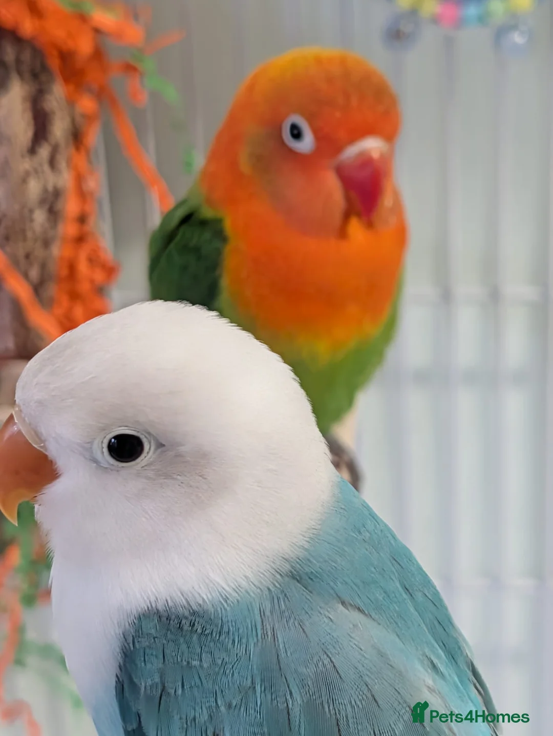 Lovebirds birds for sale: 2 Fischer's Lovebirds for sale - Advert 2
