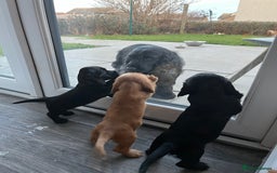Cocker Spaniel dogs for sale: Solid black cocker spaniel puppies ready 10th Dec  - Image 5