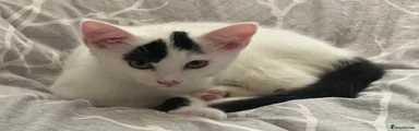 Domestic Shorthair 1