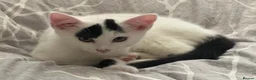 Domestic Shorthair cats for sale: Young black and white domestic kitten  - Advert 2