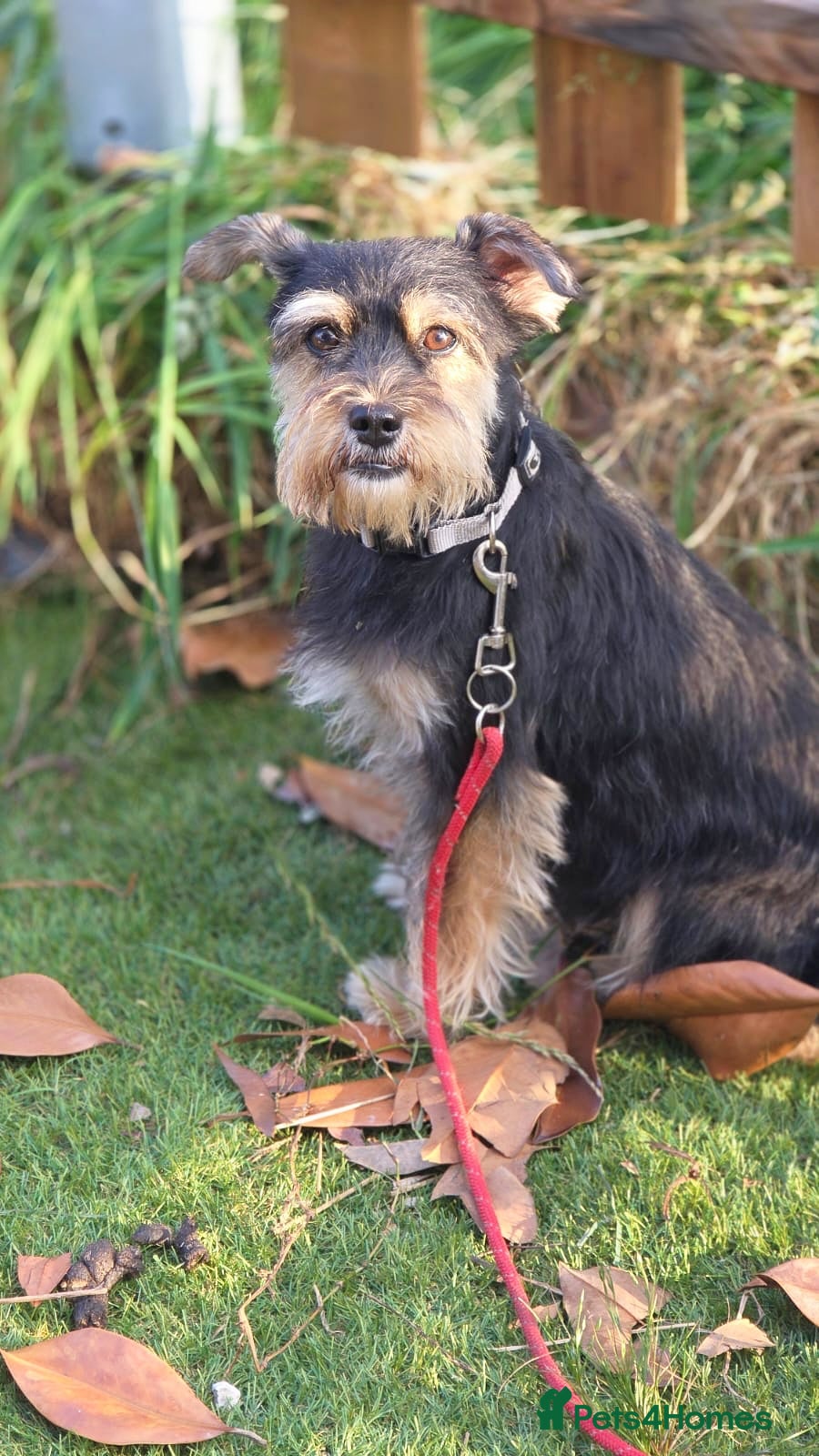 Yorkshire Terrier dogs for adoption: Linda in Holywell - Advert 2