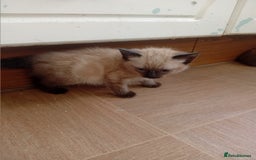 Mixed Breed cats for sale: Jolanta - Image 1