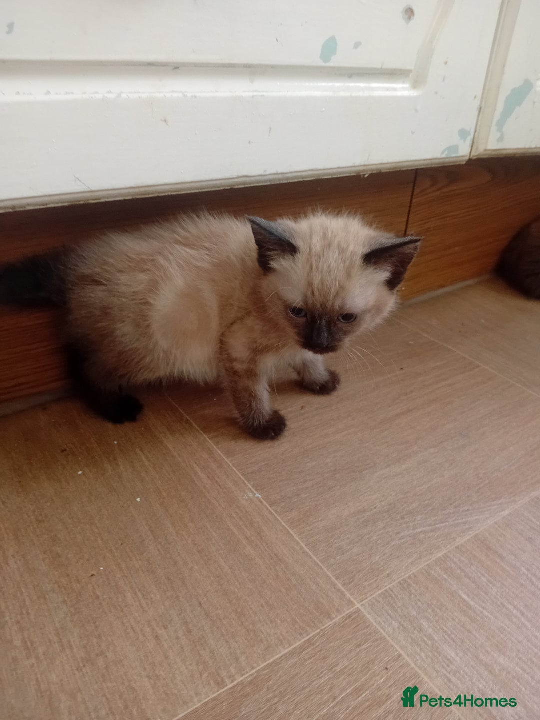 Mixed Breed cats for sale: Jolanta - Image 1