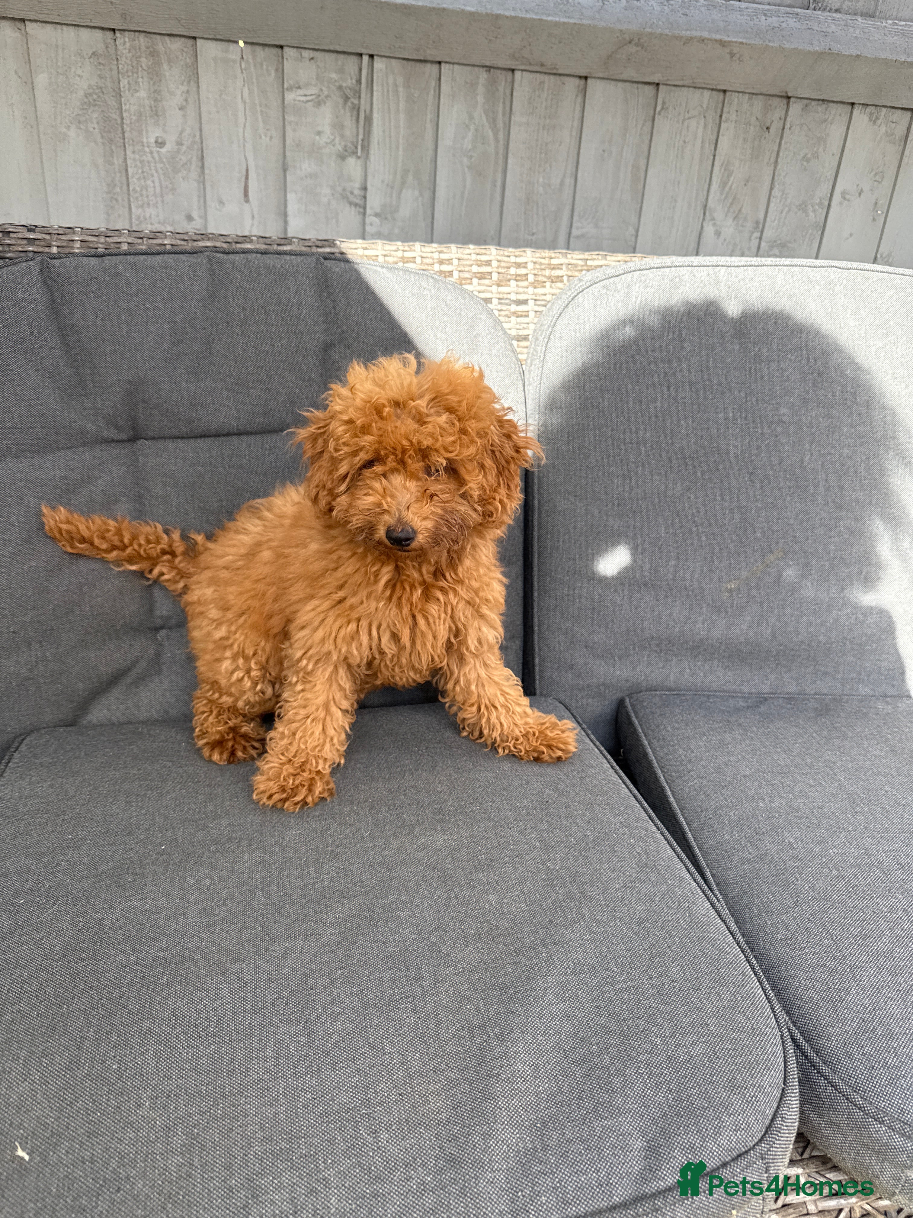 Poodle dogs Beautifull poodles - Advert 13