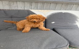 Poodle dogs for sale: Beautifull poodles - Image 1