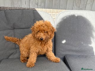 Poodle dogs Beautifull poodles - Advert 13