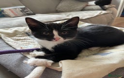 Mixed Breed cats for sale: Mother cat & her kittens wanting homes  - Image 3