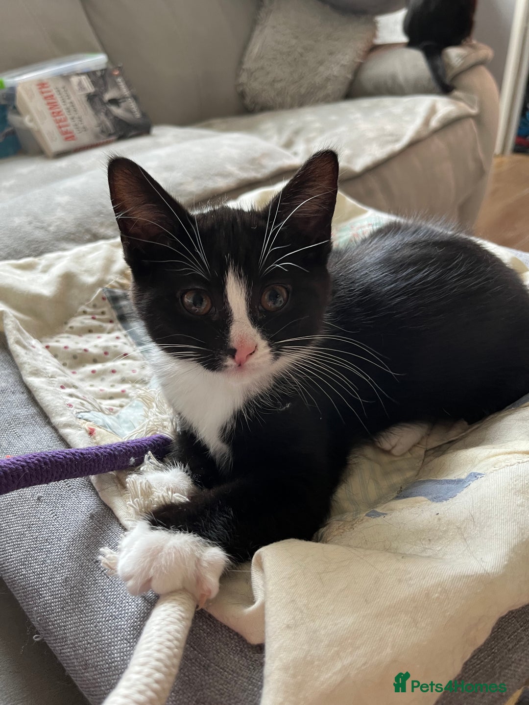 Mixed Breed cats for sale: Mother cat & her kittens wanting homes  - Image 3