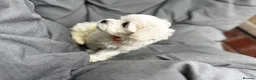 Maltese dogs for sale: >>PUREBRED BEAUTIFULLY MALTESE PUPPIES<< - Advert 11
