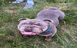 English Bulldog dogs for sale: British bulldog male  - Image 8