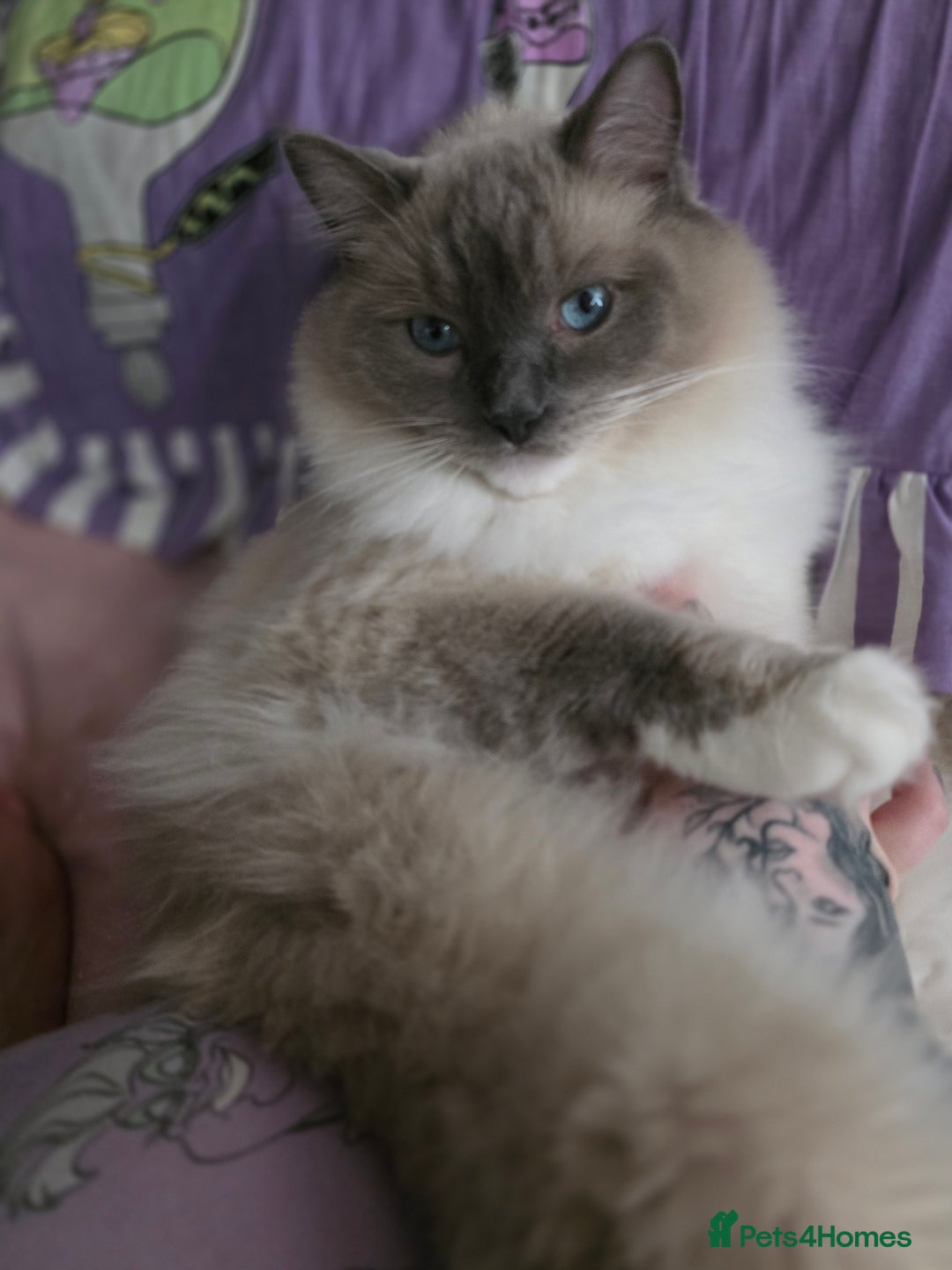 Ragdoll cats for sale: Beautiful Loving Boy - Advert 2