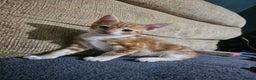 Mixed Breed cats for sale: Beautiful kittens available for sale - Advert 13