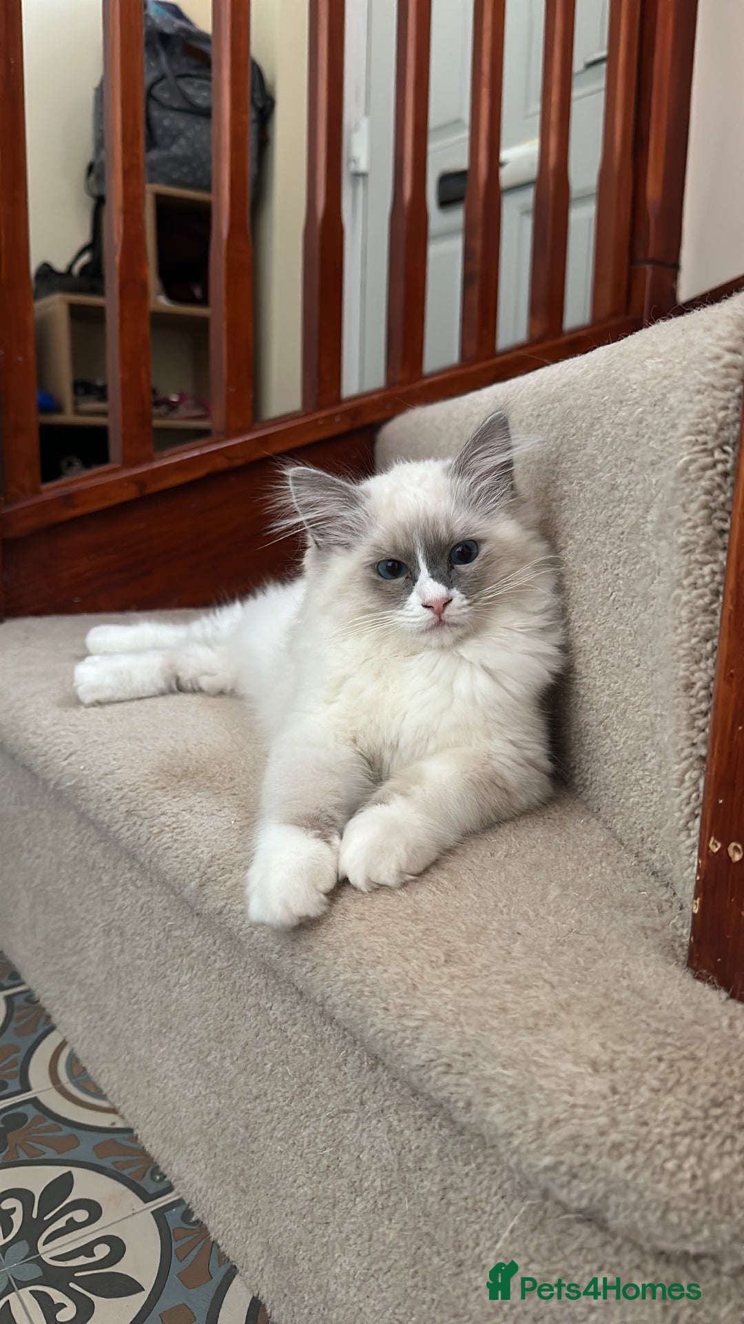 Ragdoll cats for sale: 1 GCCF Ragdoll Blue Point Boy left - Advert 4