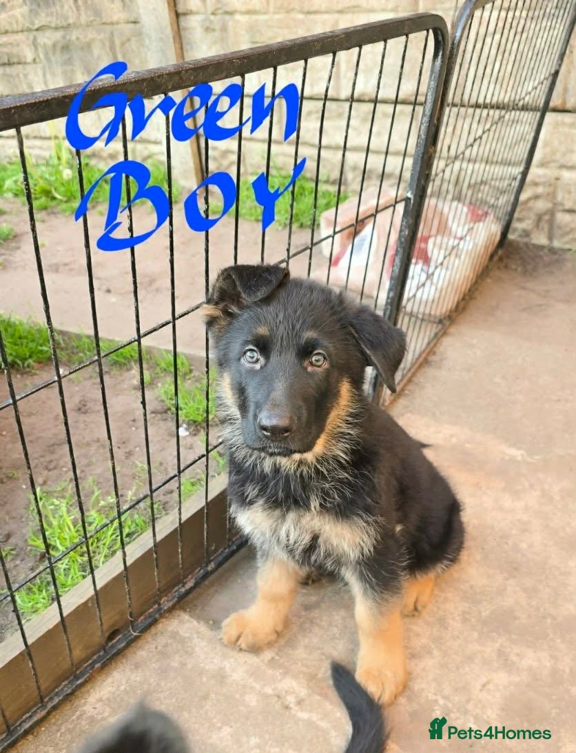 German Shepherd dogs 9 beautiful german shepards looking for a home - Advert 2
