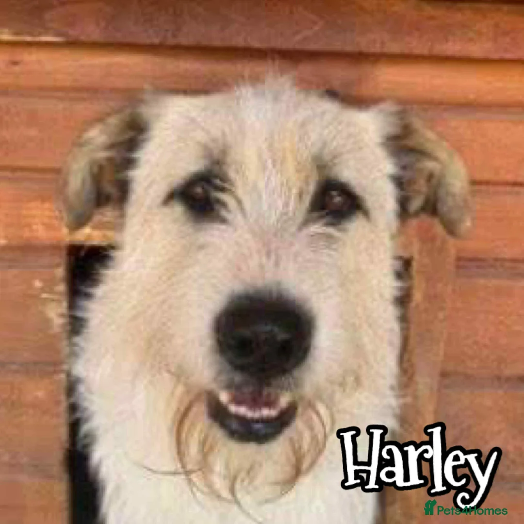 Mixed Breed dogs for adoption: Harley 💙 ( & brother Hershey )  - Advert 2