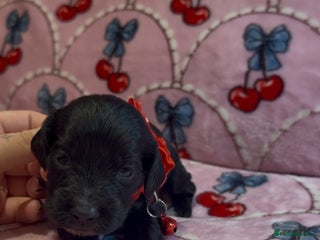 Cocker Spaniel dogs - Advert 2