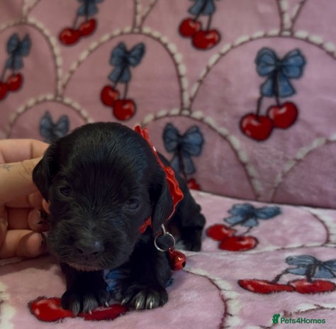 Cocker Spaniel dogs - Advert 3