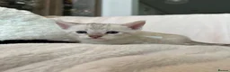 Bengal cats for sale: Stunning Pure Bengal Kittens Ready For Reservation - Advert 37