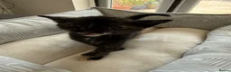 Mixed Breed cats for sale: Beautiful playful kittens for sale - Advert 19