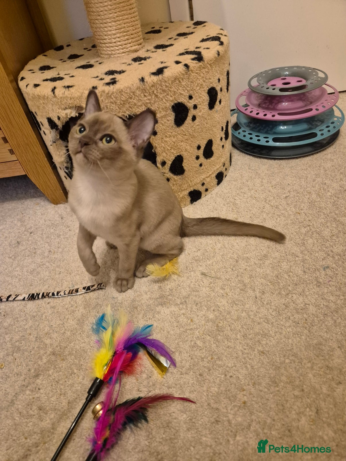 Burmese cats Pedigree Burmese Kittens - Advert 10