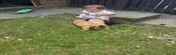 Cavapoo dogs for sale:  Mini Cavapoo puppies  - Advert 2